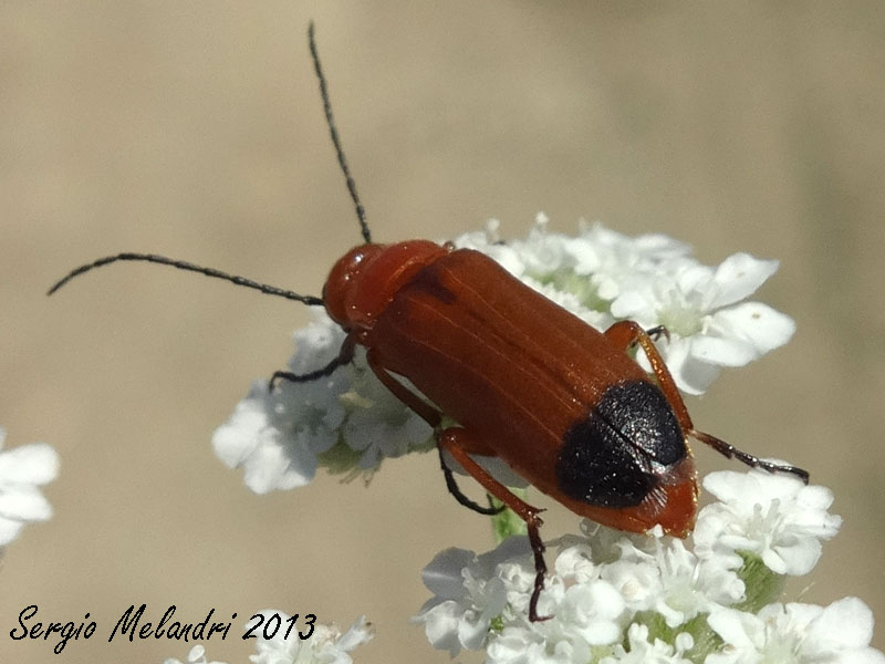 Zonitis flava (Meloidae)